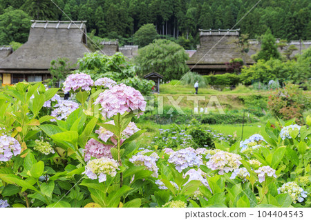 初夏紫陽花盛開的宮山茅吹之裡 104404543