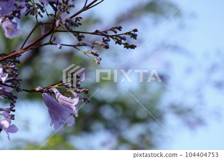 藍花楹在初夏開出紫色的花朵 104404753