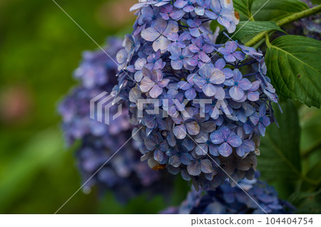 June of Hydrangea at Mimuroto Temple 104404754
