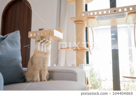gold british cat kitten playing and having fun in living room gold british cat kitten playing and having fun in living room 104404868