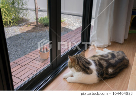 brown tabby scotish cat playing and having fun in living room brown tabby scotish cat playing and having fun in living room 104404883