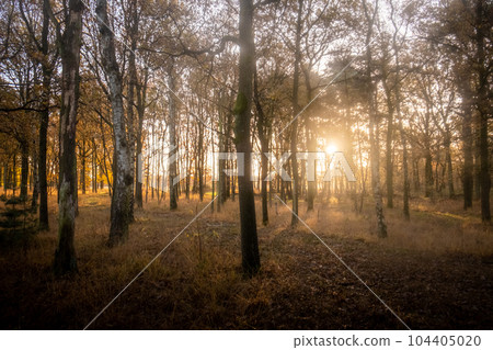 sun star shining in the Woods autumn forest trees. nature green wood sunlight backgrounds sun star shining in the Woods autumn forest trees. nature green wood sunlight backgrounds 104405020