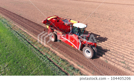 Harvesting potatoes with a combine harvester 104405206
