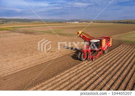 Farmers harvesting potato crop 104405207