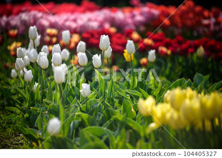 A tulip field in Holland with a yellow red tulip growing high above the other tulips. The single tulip stands out from the others against a field of pink tulips in the background A tulip field in Holland with a yellow red tulip growing high above the other tulips. The single tulip stands out from the others against a field of pink tulips in the background 104405327
