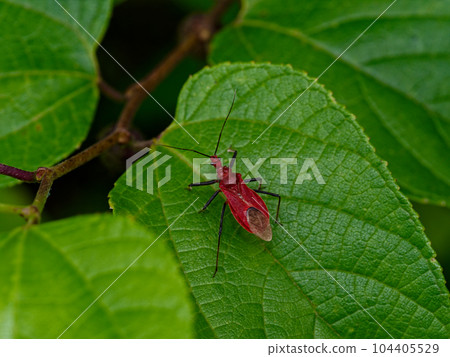 一種全身呈鮮紅色的昆蟲 Reduviidae 104405529