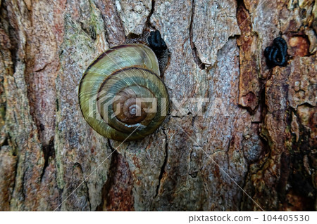Tree top snail Tree top snail 104405530