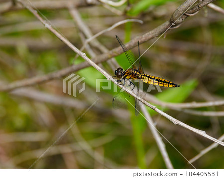 休息的蜻蜓♀ 休息的蜻蜓♀ 104405531