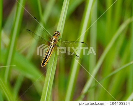 休息的蜻蜓♀ 休息的蜻蜓♀ 104405534