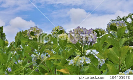 hydrangea flower hydrangea flower 104405978