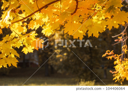 Golden maple leaves on a dark natural background. Autumn frame 104406064