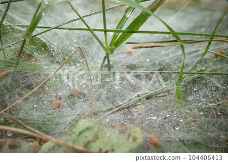 Spider web between green blades of grass covered with water drops after the rain with bokeh effect Spider web between green blades of grass covered with water drops after the rain with bokeh effect 104406413