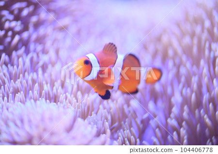 小丑anemonefish和海葵 104406778
