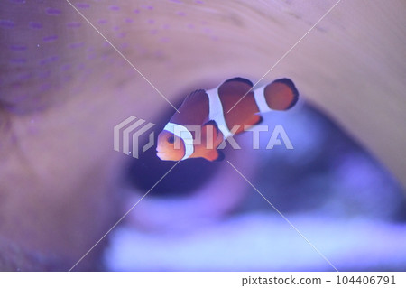 小丑anemonefish和海葵 104406791