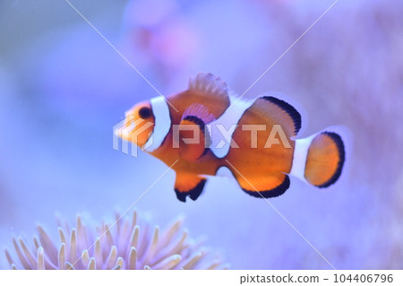 Clown anemonefish and sea anemones Clown anemonefish and sea anemones 104406796