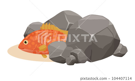 隱藏在岩石中的可愛雉雞石斑魚（Akou）的插圖 104407114