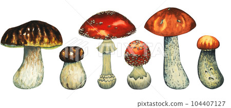 Watercolour wild forest mushrooms set with porcini mushroom, red mushroom, fly agaric big and small. Isolated hand drawn illustration on white background 104407127