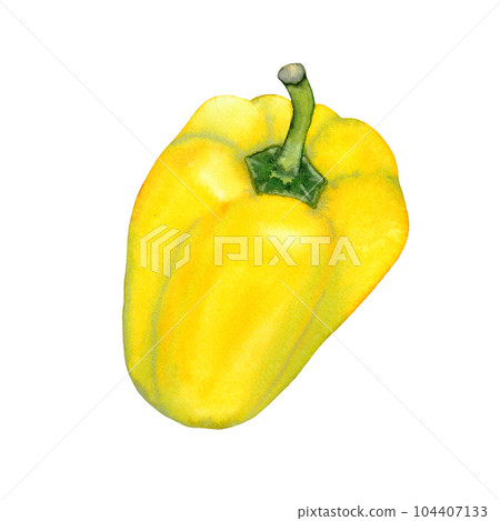 Watercolor hand drawn yellow Bell pepper, vegetable isolated on white background. healthy plants for print, fabric, banner Watercolor hand drawn yellow Bell pepper, vegetable isolated on white background. healthy plants for print, fabric, banner 104407133