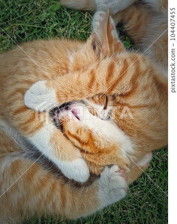 Two orange kittens playing together outdoors on the grass. Funny and playful ginger cats fighting games, biting and hugging Two orange kittens playing together outdoors on the grass. Funny and playful ginger cats fighting games, biting and hugging 104407455