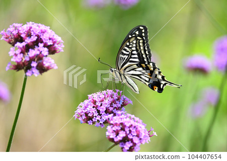 Swallowtail butterfly 104407654