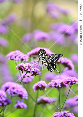 Swallowtail butterfly 104407668