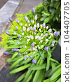  Agapanthus 104407705