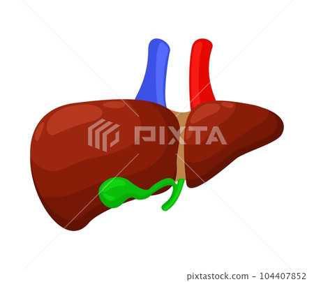 Liver and gall bladder. Vector isolated illustration. Liver and gall bladder. Vector isolated illustration. 104407852