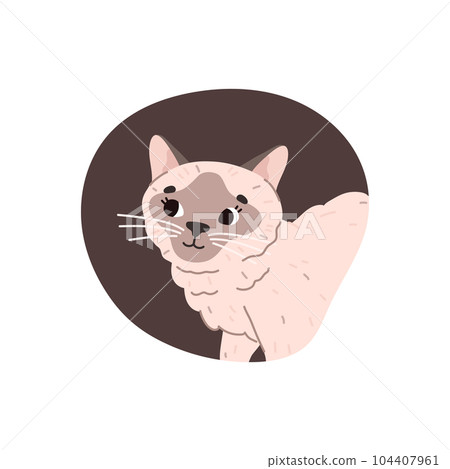 Siamese cat or kitten character in color frame flat vector illustration isolated. Siamese cat or kitten character in color frame flat vector illustration isolated. 104407961
