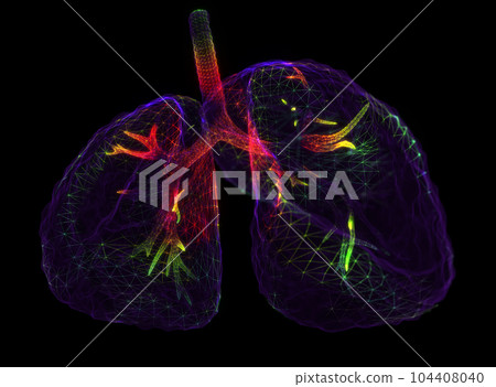 Anatomy of the lungs of the human respiratory system Anatomy of the lungs of the human respiratory system 104408040