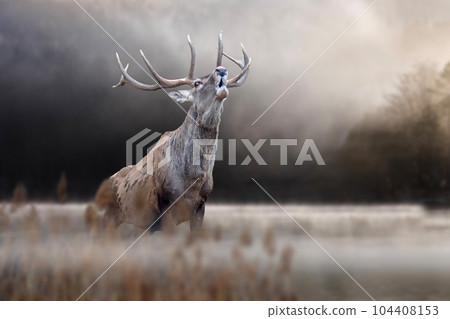 Red deer roaring in autumn lake. Animal in nature habitat. Big mammal. Wildlife scene Red deer roaring in autumn lake. Animal in nature habitat. Big mammal. Wildlife scene 104408153