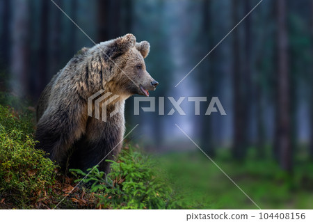 Wild Brown Bear (Ursus Arctos) looking in the blue summer forest. Animal in natural habitat Wild Brown Bear (Ursus Arctos) looking in the blue summer forest. Animal in natural habitat 104408156
