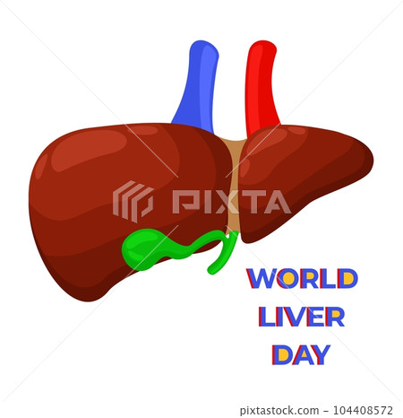World Liver Day. Liver and gall bladder. Vector isolated illustration with lettering. 104408572