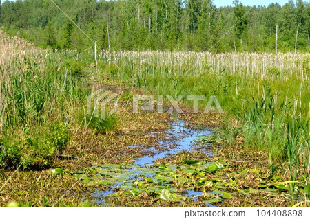 Hot summer, very little rain. the swamp channel remains without water. various aquatic plants grow along the edge Hot summer, very little rain. the swamp channel remains without water. various aquatic plants grow along the edge 104408898