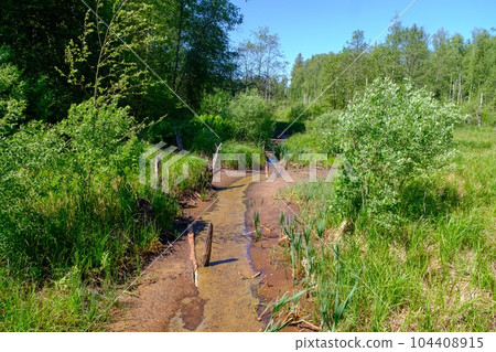 Hot summer, very little rain. the swamp channel remains without water. various aquatic plants grow along the edge Hot summer, very little rain. the swamp channel remains without water. various aquatic plants grow along the edge 104408915
