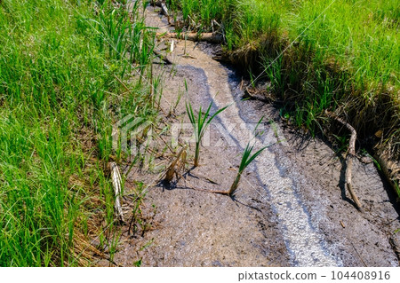 Hot summer, very little rain. the swamp channel remains without water. various aquatic plants grow along the edge Hot summer, very little rain. the swamp channel remains without water. various aquatic plants grow along the edge 104408916