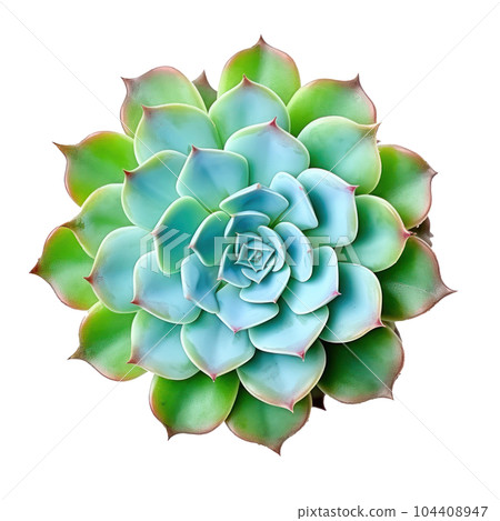 Echeveria plant without pots isolated. Illustration AI Generative 104408947