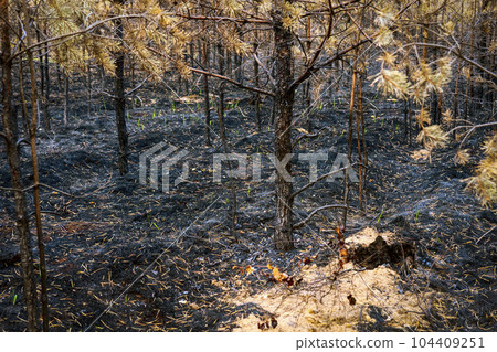 forest after the fire, young coniferous forest burned, remains of coniferous trees after a strong fire forest after the fire, young coniferous forest burned, remains of coniferous trees after a strong fire 104409251