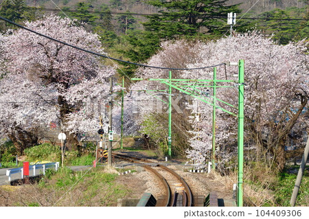 Cherry blossoms at Yahiko Station (Niigata Prefecture) 104409306