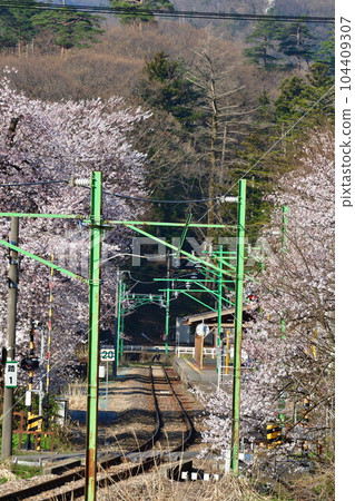 Cherry blossoms at Yahiko Station (Niigata Prefecture) 104409307