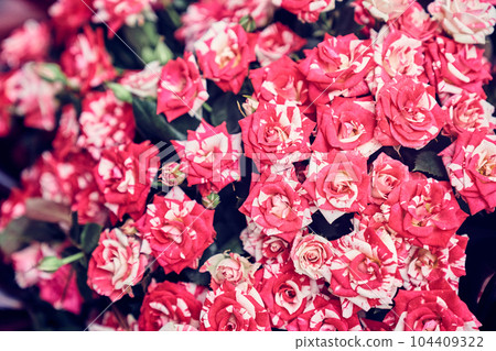 A variety of striped hybrid rose. A bouquet of beautiful roses for a holiday. A template for your design with space to copy. High quality photo A variety of striped hybrid rose. A bouquet of beautiful roses for a holiday. A template for your design with space to copy. High quality photo 104409322