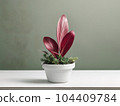 House plant in pot, isolated in white bright background, decorative indoor plant, AI generated image 104409784
