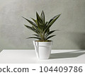 House plant in pot, isolated in white bright background, decorative indoor plant, AI generated image 104409786