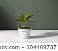 House plant in pot, isolated in white bright background, decorative indoor plant, AI generated image 104409787