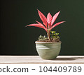 House plant in pot, isolated in white bright background, decorative indoor plant, AI generated image 104409789