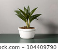 House plant in pot, isolated in white bright background, decorative indoor plant, AI generated image 104409790