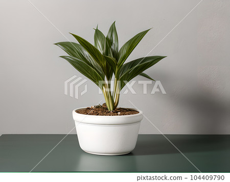 House plant in pot, isolated in white bright background, decorative indoor plant, AI generated image 104409790