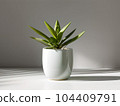 House plant in pot, isolated in white bright background, decorative indoor plant, AI generated image 104409791