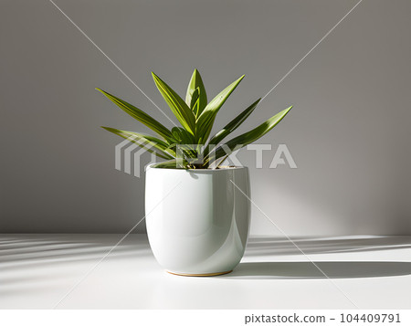 House plant in pot, isolated in white bright background, decorative indoor plant, AI generated image House plant in pot, isolated in white bright background, decorative indoor plant, AI generated image 104409791