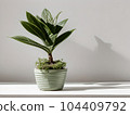 House plant in pot, isolated in white bright background, decorative indoor plant, AI generated image 104409792