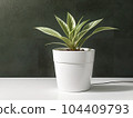 House plant in pot, isolated in white bright background, decorative indoor plant, AI generated image 104409793